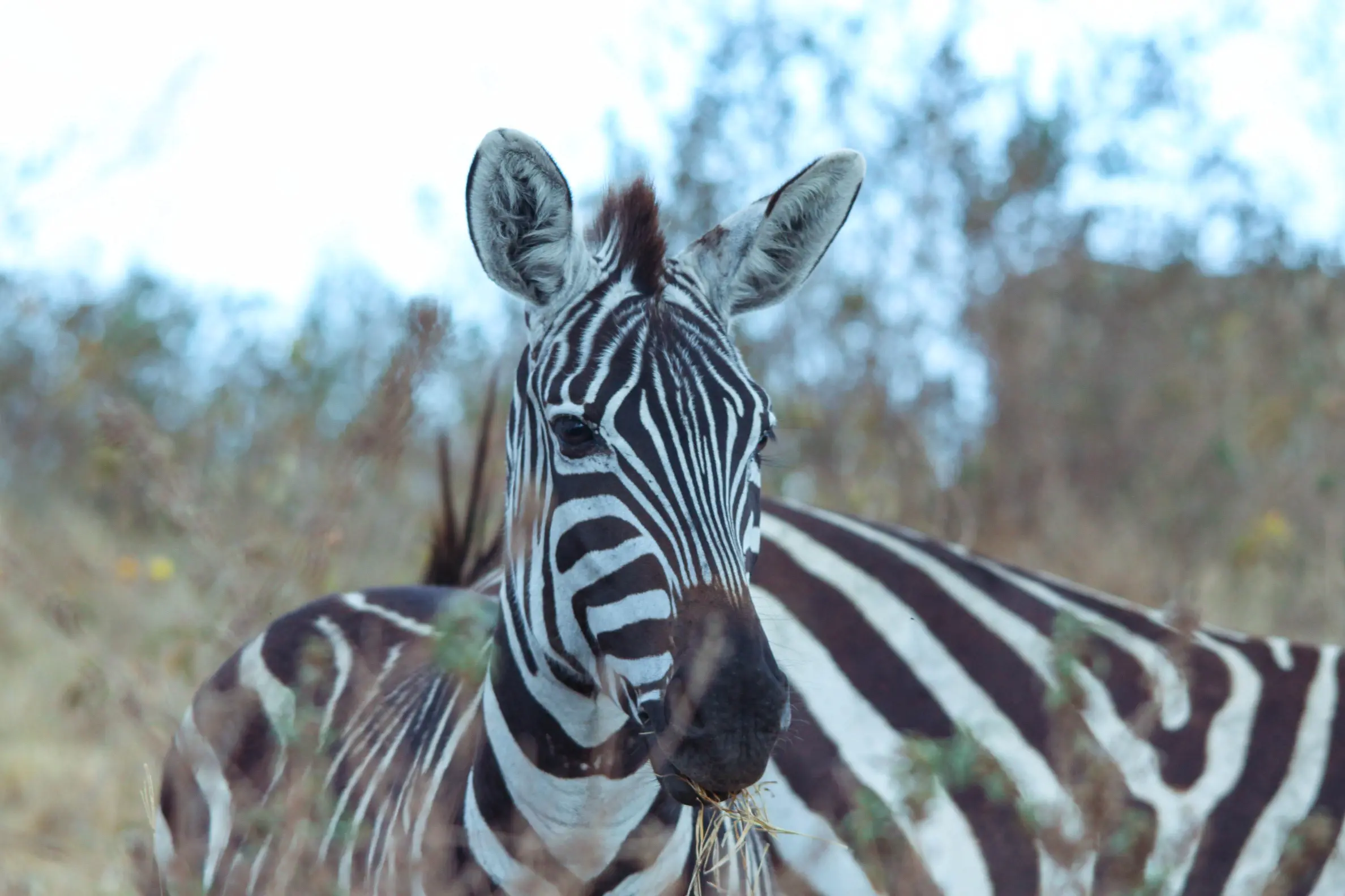 LA MEJOR ÉPOCA PARA HACER UN SAFARI EN TANZANIA
